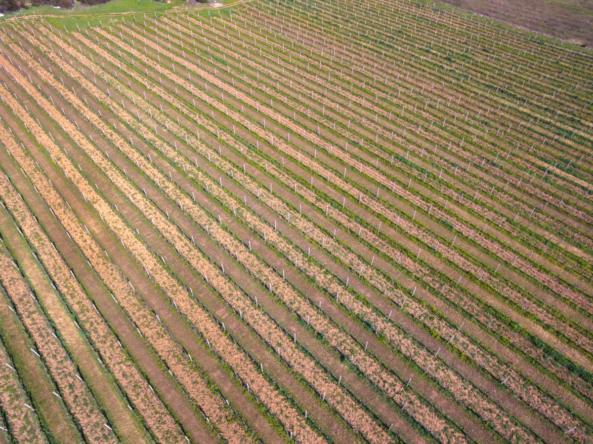 Vinarija Blato 1902 d.d. - Vinogradi