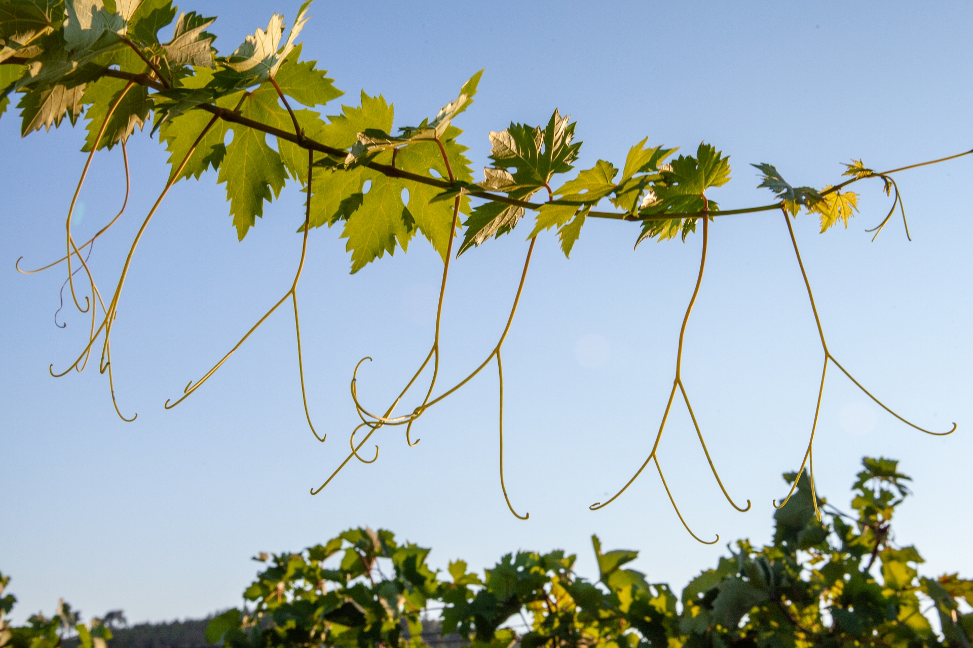 Blato 1902 - Stoljetna tradicija proizvodnje visokokvalitetnih vina i maslinovog ulja